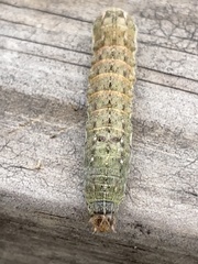 Noctuinae