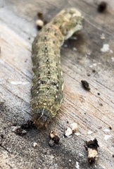 Noctuinae