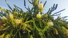 Selenicereus ocamponis