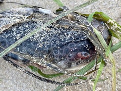 Tetractenos glaber