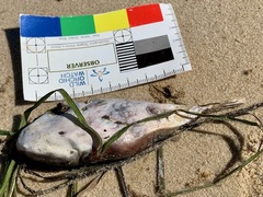 Tetractenos glaber