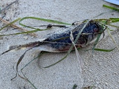 Tetractenos glaber
