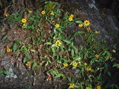 Zinnia maritima