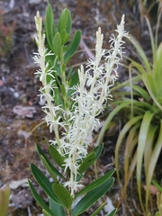 Agastachys odorata