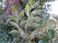 Castanopsis sieboldii