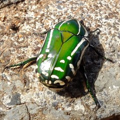 Rhabdotis semipunctata