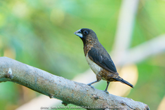 Lonchura striata