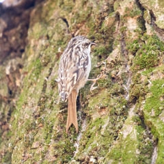 Certhia brachydactyla