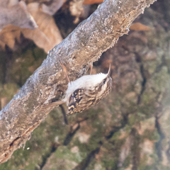 Certhia brachydactyla