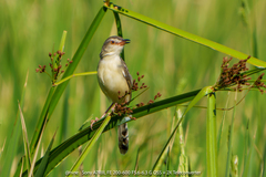 Prinia inornata