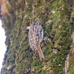 Certhia brachydactyla