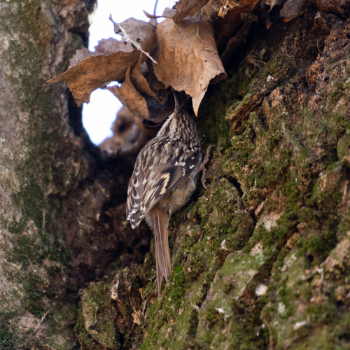 Gartenbaumläufer (Certhia brachydactyla)