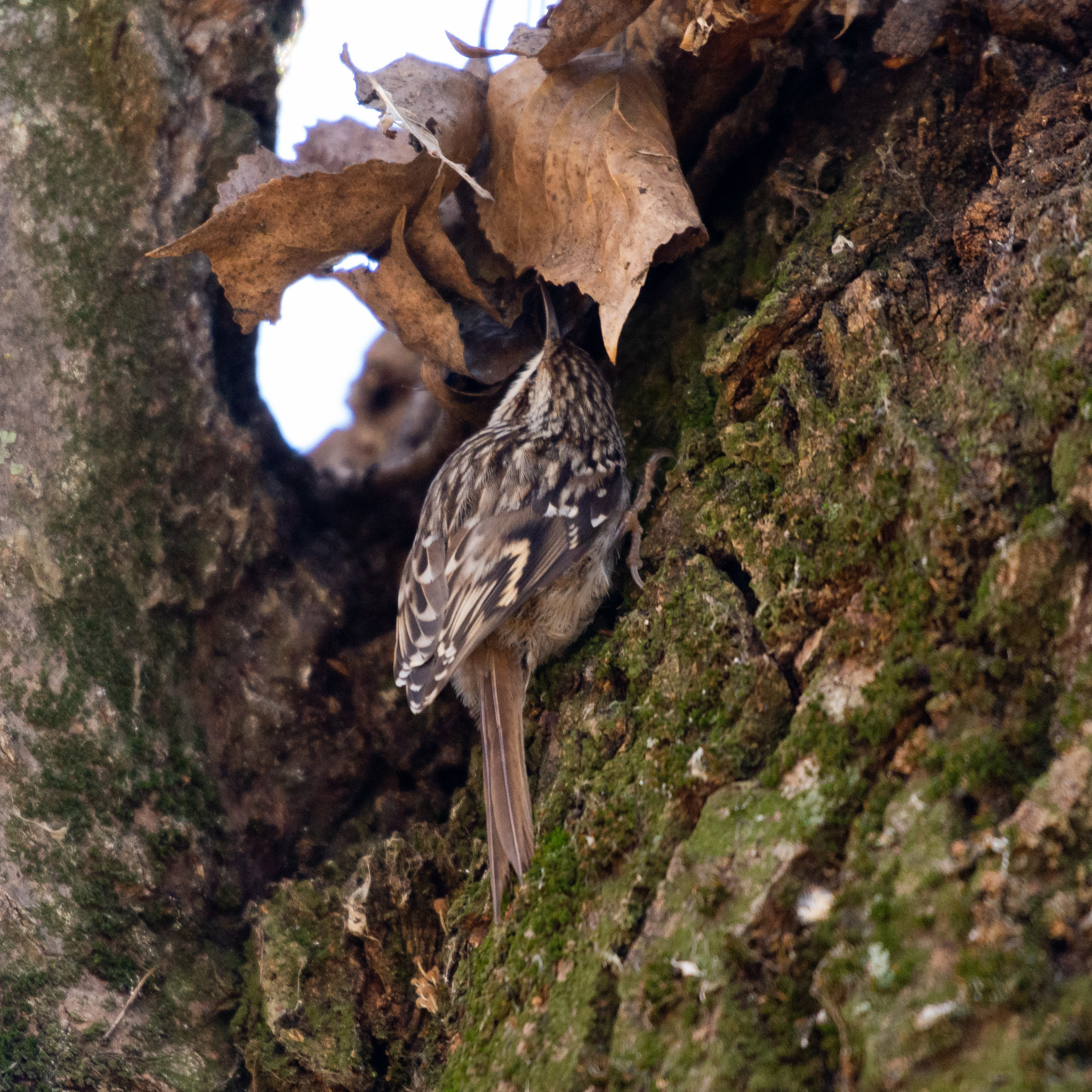 Short-toed Treecreeper (Certhia brachydactyla)