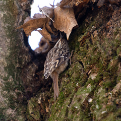 Certhia brachydactyla