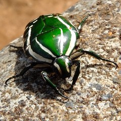 Rhabdotis semipunctata