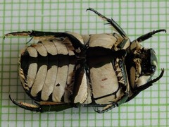 Rhabdotis semipunctata