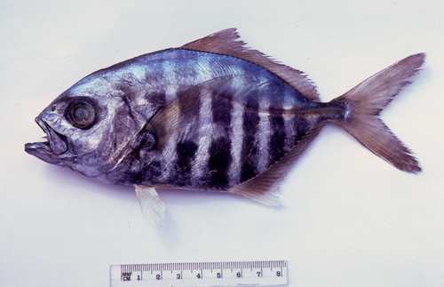 Whitemouth jack (Uraspis uraspis) — Carangidae — 3