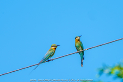 Merops philippinus