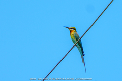 Merops philippinus