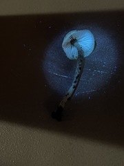 Myochromella boudieri