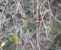 Psarisomus dalhousiae