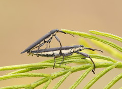 Rhinotia phoenicoptera