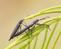 Rhinotia phoenicoptera