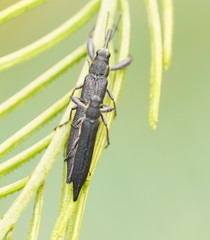 Rhinotia phoenicoptera