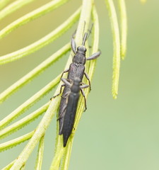 Rhinotia phoenicoptera