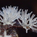 Ceratiomyxomycetes - Photo (c) Damon Tighe, some rights reserved (CC BY-NC), uploaded by Damon Tighe