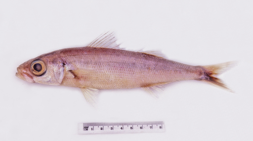Bonnetmouth (Emmelichthys struhsakeri) — Emmelichthyidae — 4
