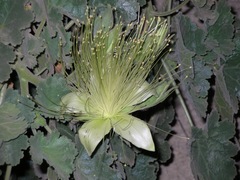 Eucnide grandiflora