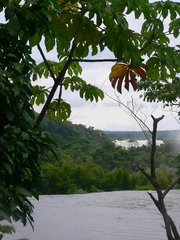 Cecropia pachystachya