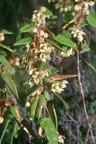 Lasiopetalum ferrugineum Sm.
