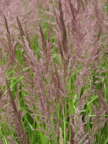 Smiltyninis lendrūnas