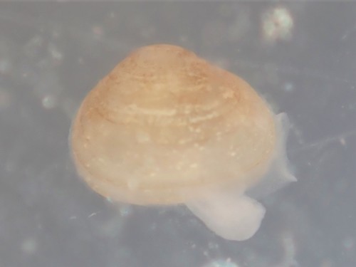 Lasaea maoria observed 2021-11-01