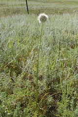 Allium leucocephalum