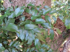 Castanopsis sieboldii