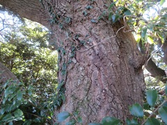 Castanopsis sieboldii