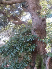 Castanopsis sieboldii