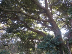 Castanopsis sieboldii