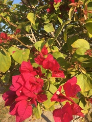 Bougainvillea