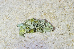 Punctelia graminicola