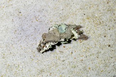 Punctelia graminicola