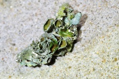 Punctelia graminicola