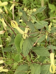 Riocreuxia polyantha
