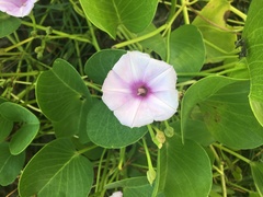 Ipomoea pes-caprae