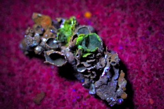 Punctelia graminicola