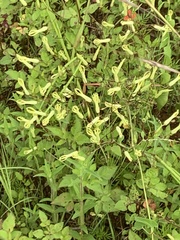 Riocreuxia polyantha