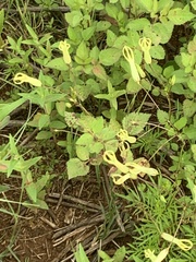 Riocreuxia polyantha